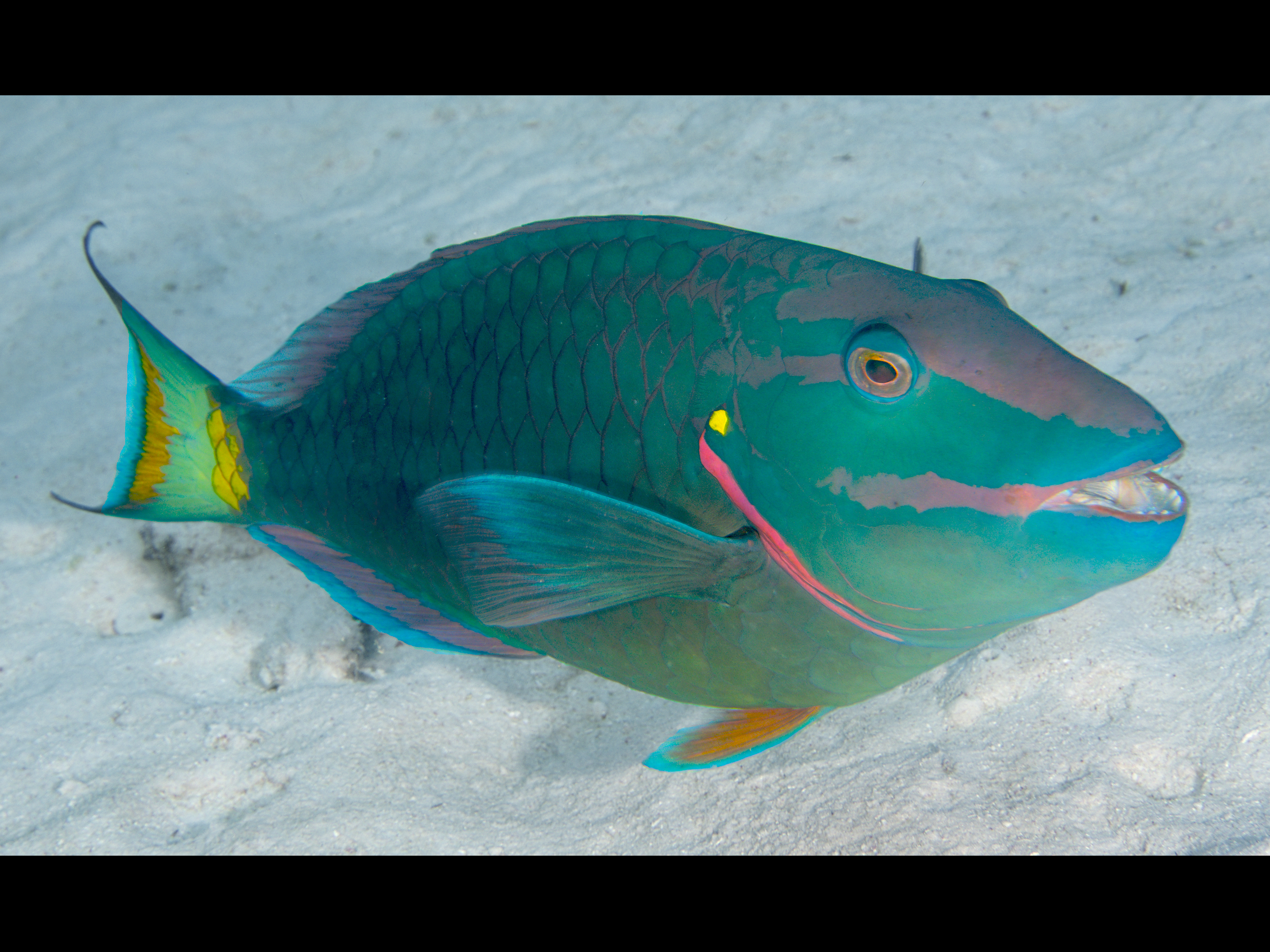 Reef Parrotfish